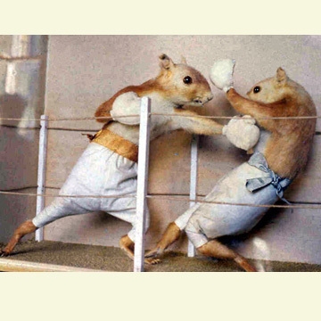 TaxidermyHartPrizeFight[1].JPG